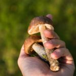 Jesienne grzybobranie – jak odróżniamy jadalne grzyby od trujących?